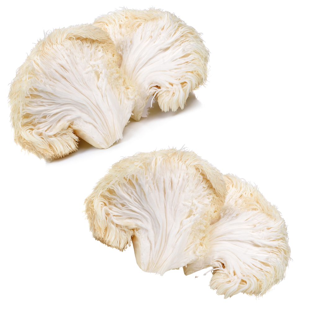 Two pieces of white lion's mane mushroom on a white background